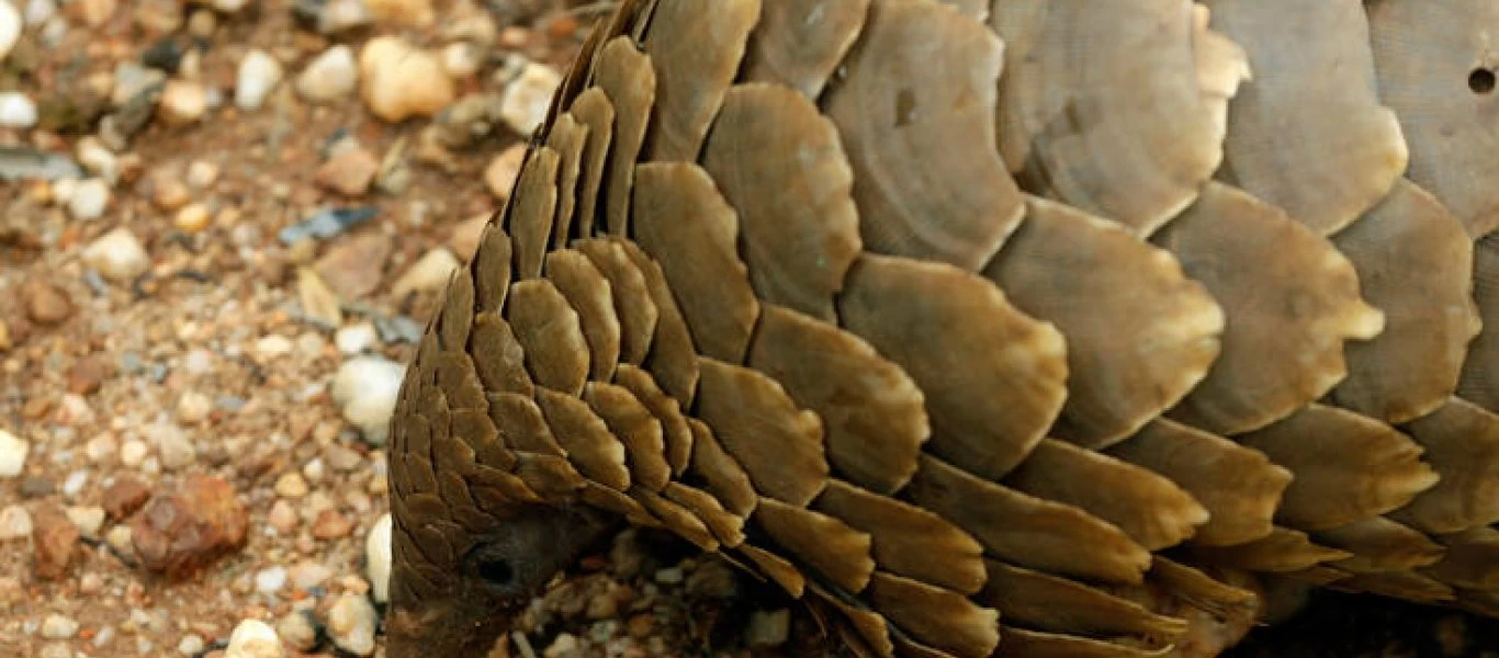 Κορωνοϊός: O παγκολίνος είναι πιθανόν ο ξενιστής - Το ανελέητο κυνήγι του & οι φριχτές πρακτικές θανάτωσής του (φωτό)